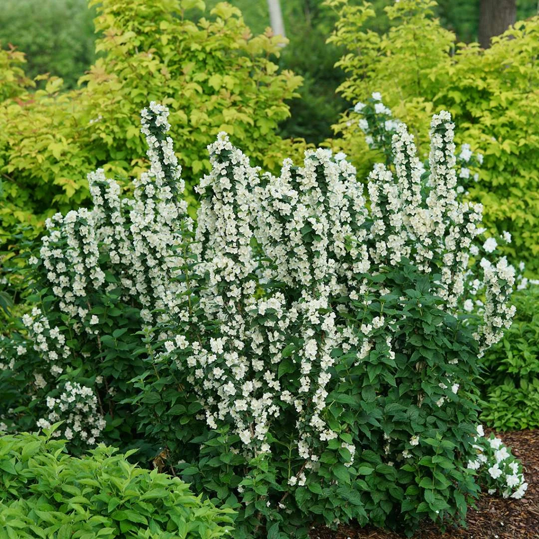 ILLUMINATI TOWER® Mockorange - Philadelphus - Low Grower - 4" Pot - Image 2