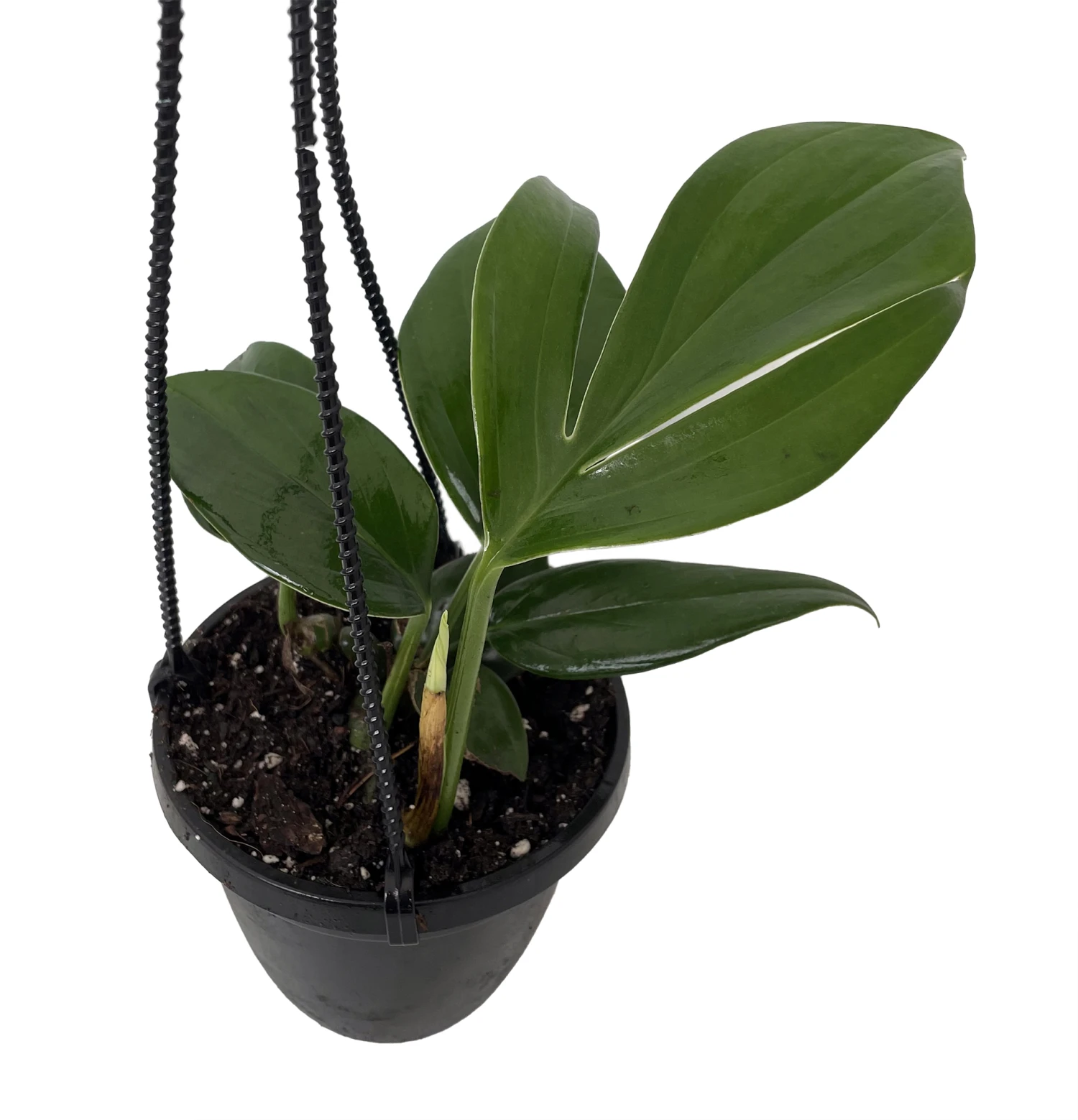 Dragon Tail Philodendron - Rhaphidorphora Decursiva - 4" Hanging Basket - Image 3