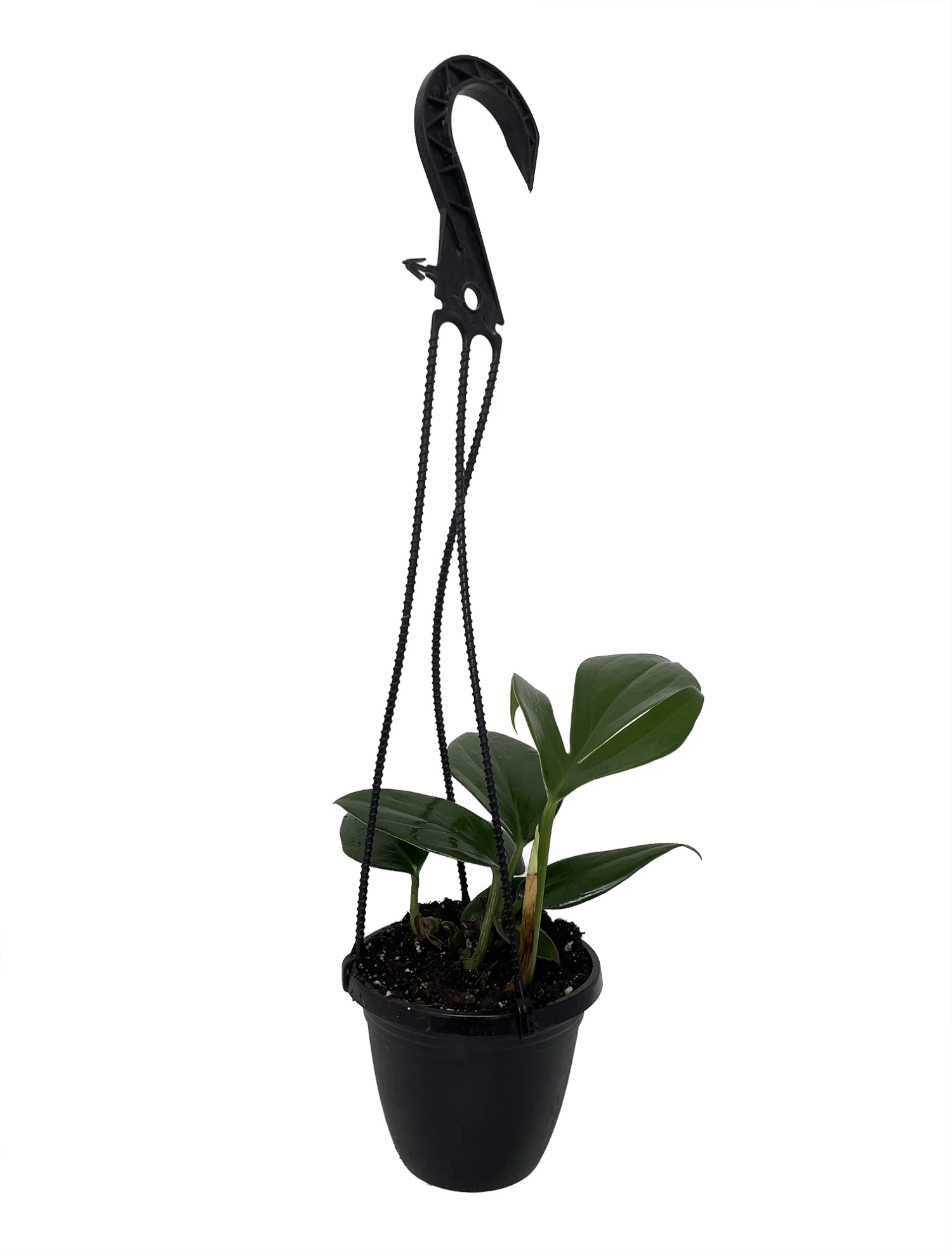 Dragon Tail Philodendron - Rhaphidorphora Decursiva - 4" Hanging Basket - Image 4