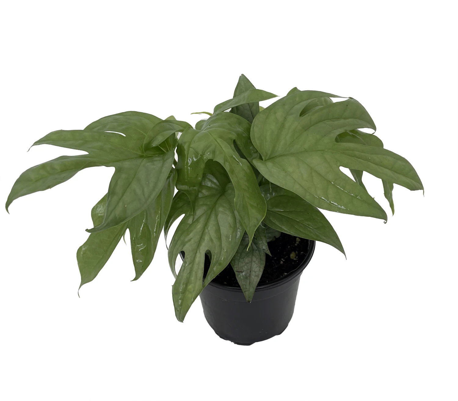 Philodendron Amydrium Medium Silver - 4" Pot