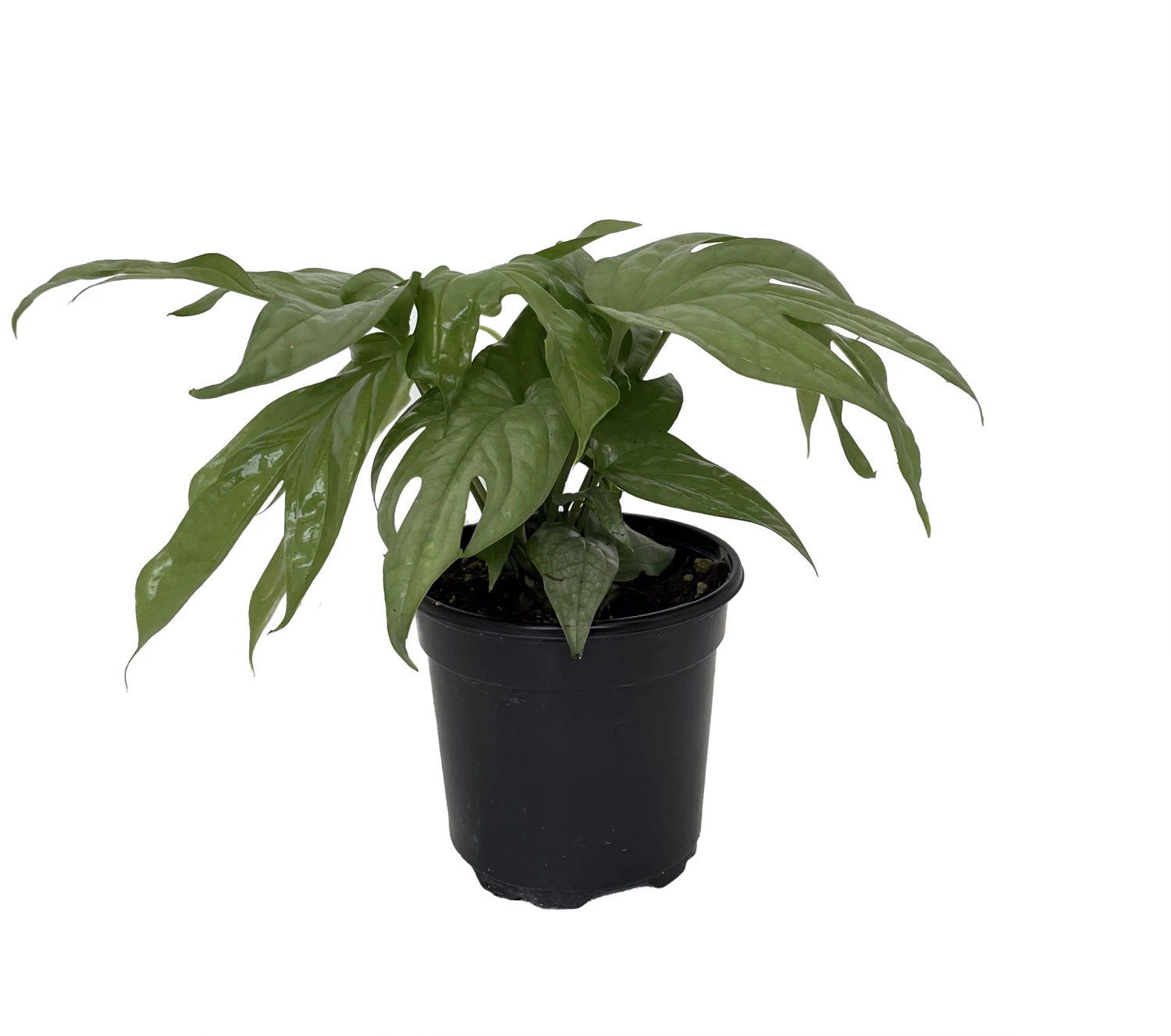 Philodendron Amydrium Medium Silver - 4" Pot - Image 2
