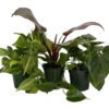 Philodendron Assortment - 3 Pack In 4" Pots