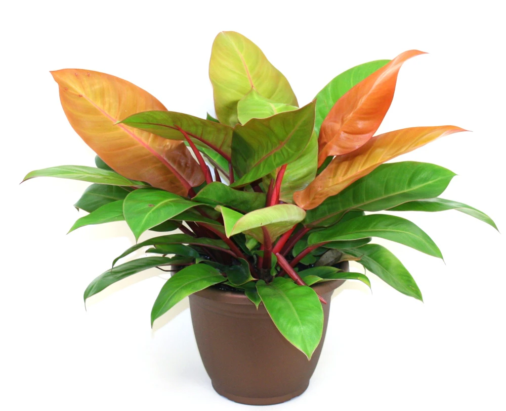 Prince Of Orange Philodendron - Easy To Grow - 6" Pot - Image 2