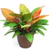 Prince Of Orange Philodendron - Easy To Grow - 6" Pot