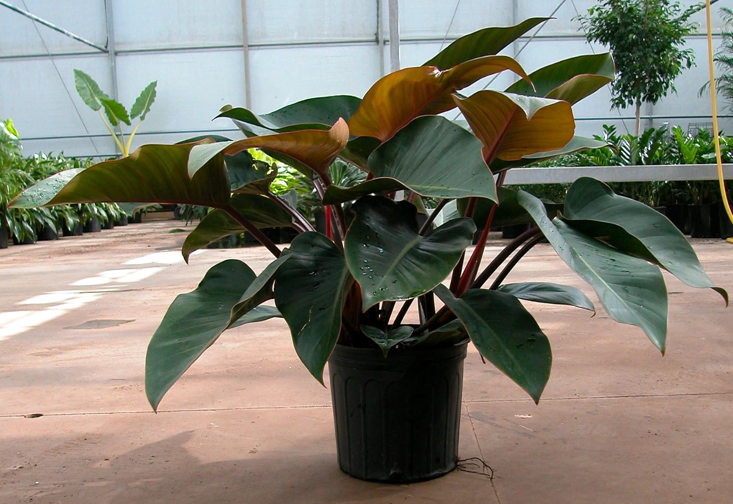 Rojo Congo Philodendron - Easy To Grow - 4" Pot - Image 2