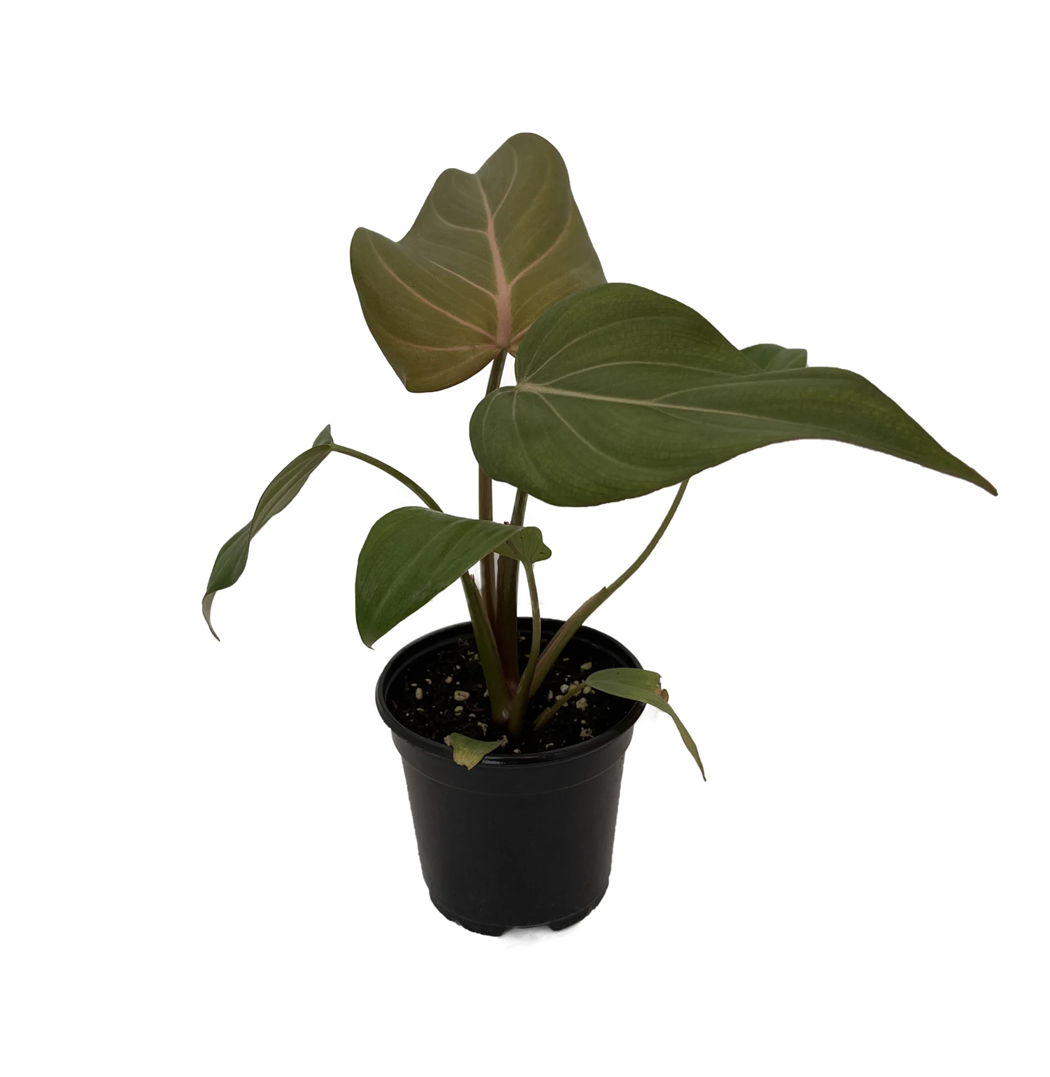 Summer Glory Philodendron - 4" Pot - Collector's Series - Image 2