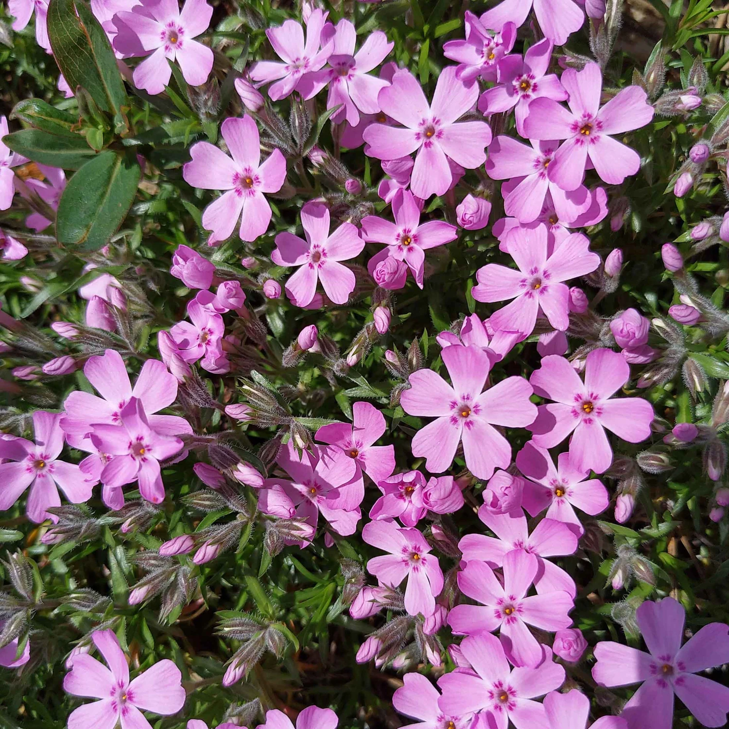 Phlox Trot™ Pink Creeping Phlox Subulata Perennial - Quart Pot