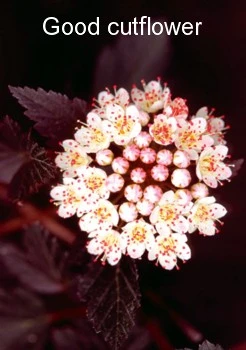 Summer Wine® Ninebark Shrub - NEW - Showy Flower - Hardy - Proven Winners - Image 3