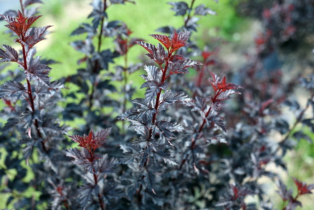 Summer Wine® Black Ninebark Shrub - NEW - Showy Flower - Hardy - Proven Winners - Image 2