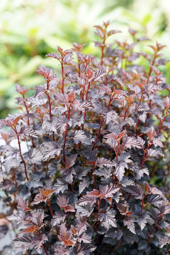 Summer Wine® Black Ninebark Shrub - NEW - Showy Flower - Hardy - Proven Winners - Image 3
