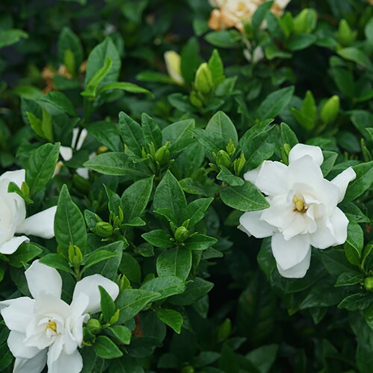 Pillow Talk® Gardenia Jasminoides - Proven Winners - 4" Pot - Image 2