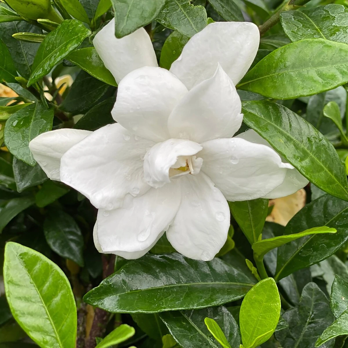 Pillow Talk® Gardenia Jasminoides - Proven Winners - 4" Pot - Image 3
