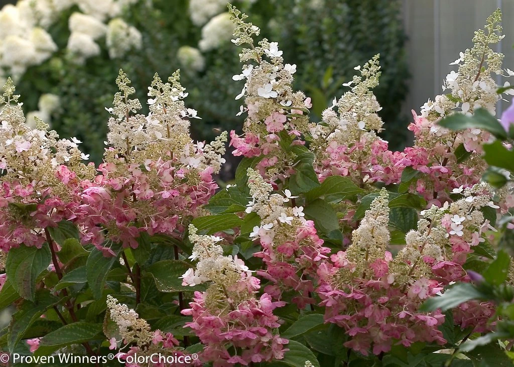 Pinky Winky ® Hydrangea Bush - Potted - Proven Winners - 4" Pot - Image 2