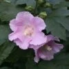 POLLYPETITE® Rose Of Sharon Hibiscus - 4" Pot - Proven Winners