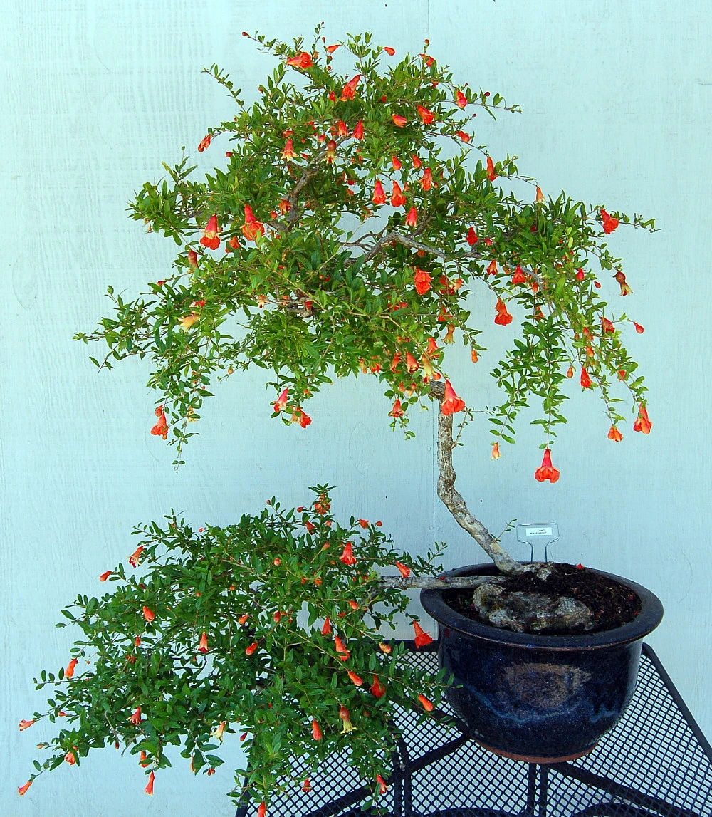 Dwarf Pomegranate Plant - Punica -Bonsai/Houseplant/Outdoors- Edible-4" Clay Pot - Image 5