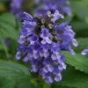 Prelude™ Purple Catmint Perennial - Nepeta Subsessilis - Quart Pot