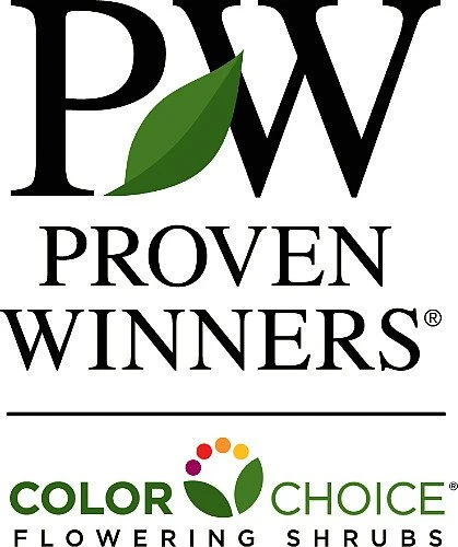 Paraplu Pink InkĀ® Hibiscus - Rose Of Sharon - Proven Winners - 4" Pot - Image 6