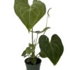 Pterodactyl Anthurium Plant - Easy To Grow - House Plant - 4" Pot - Great Gift