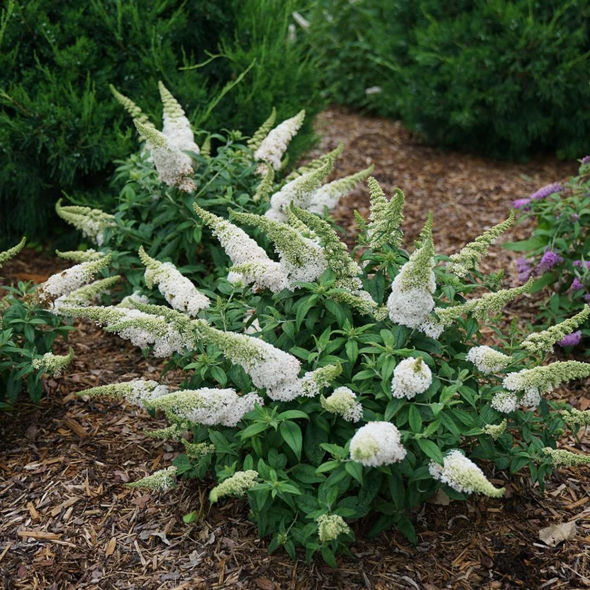 Pugster White®Butterfly Bush - 4" Pot - Buddleia - Proven Winners