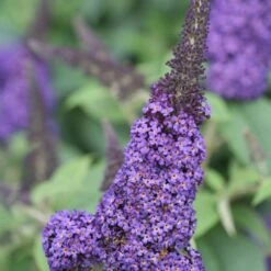 Pugster Blue® Butterfly Bush - 4" Pot - Buddleia - Proven Winners