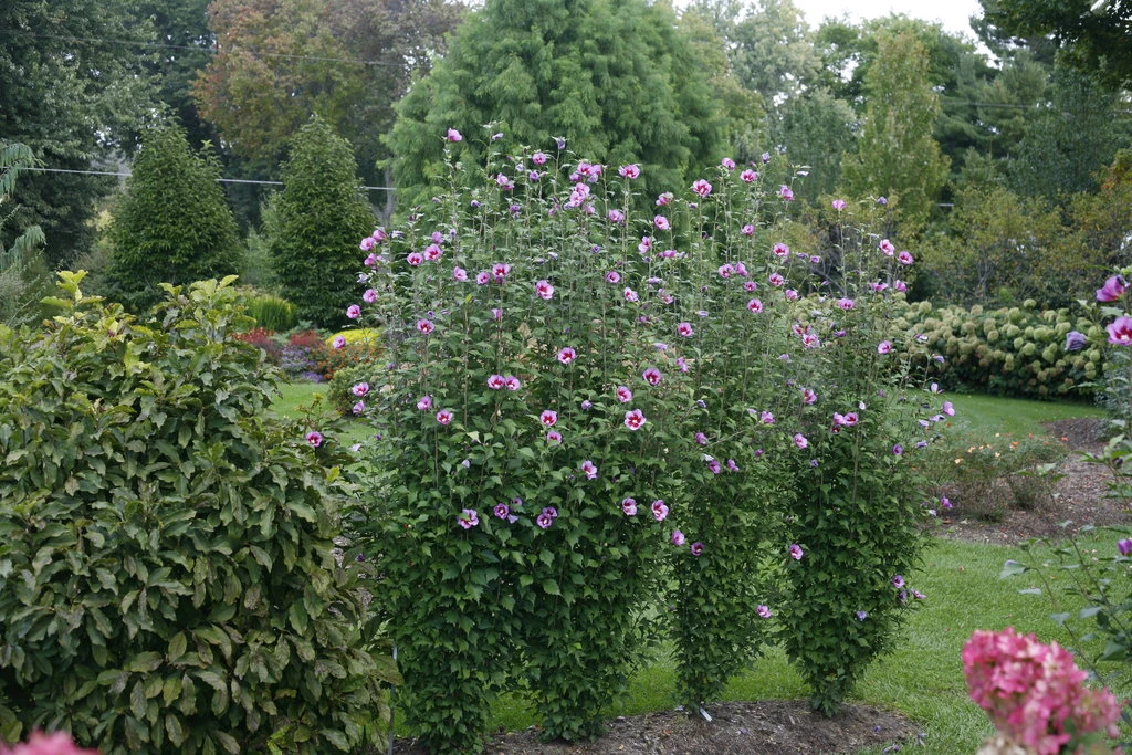 Purple Pillar® Hibiscus - 4" Pot - Rose Of Sharon - Proven Winners - Image 3