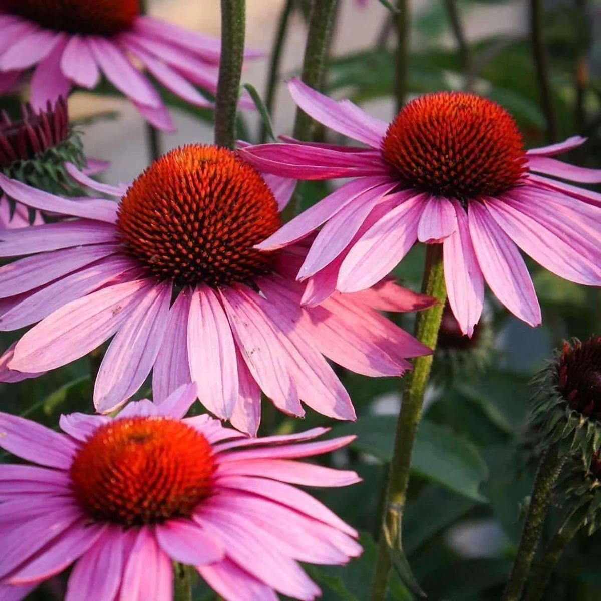Purple Coneflower - Echinacea Purpurea - Gallon Pot