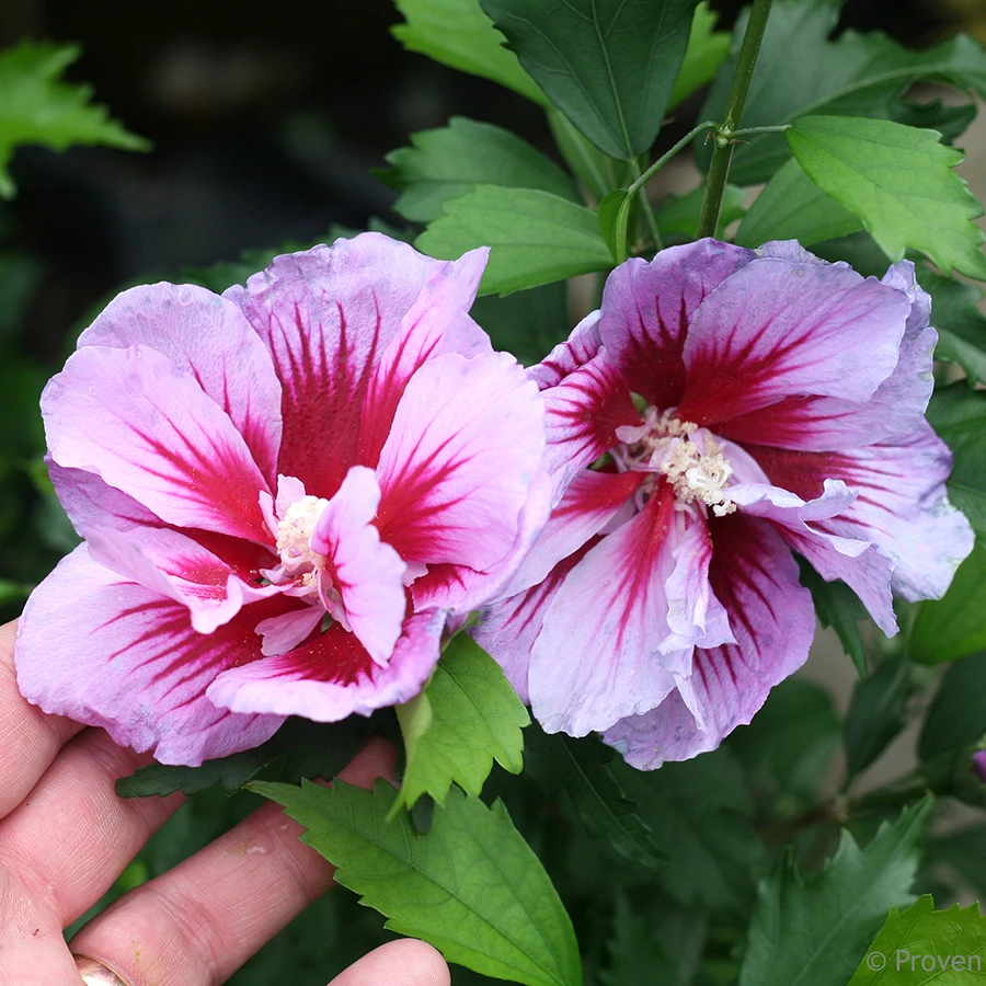 Purple Pillar® Hibiscus - 4" Pot - Rose Of Sharon - Proven Winners - Image 4