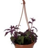 Purple Passion Plant - 6" Hanging Basket - Gynura