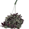 Purple Tradescantia - 6" Hanging Basket - Easy To Grow House Plant