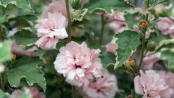 Sugar Tip® Hibiscus Rose Of Sharon - Creamy/White Tips - Proven Winners - 4" Pot