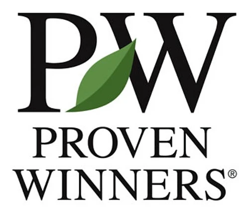 CASTLE KEEPĀ® Blue Holly - Ilex - 4" Pot - Proven Winners - Image 4