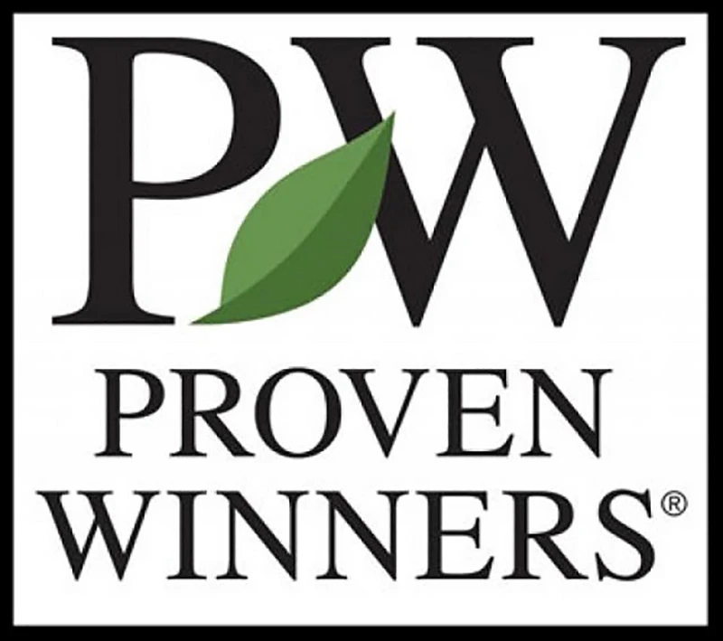 Pillow Talk® Gardenia Jasminoides - Proven Winners - 4" Pot - Image 4