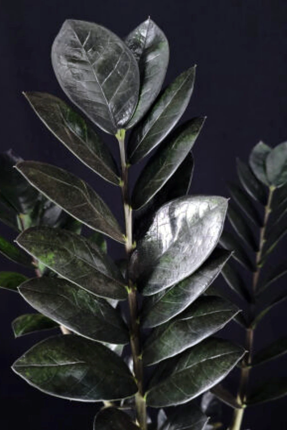 Black Queen ZZ Plant - Zamioculcas - 4" Pot - Collector's - Image 2