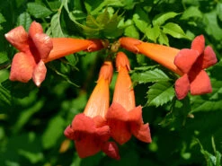 Trumpet Vine - Campsis Radicans - 2.5" Pot