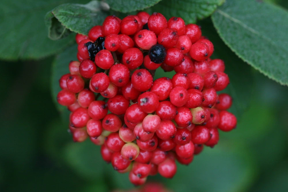 Red Balloon™ Viburnum Shrub - Proven Winners