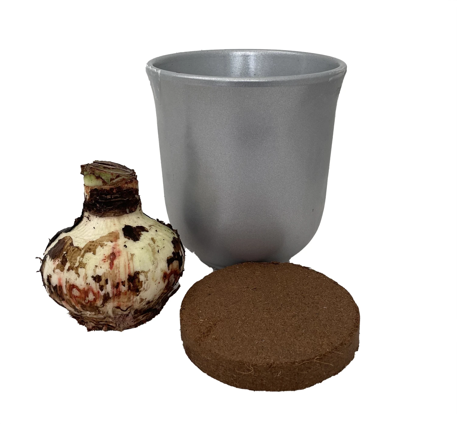 Red Lion Silver Ceramic Amaryllis Kit - Bulb/Ceramic Vase/Planting Medium - Image 3