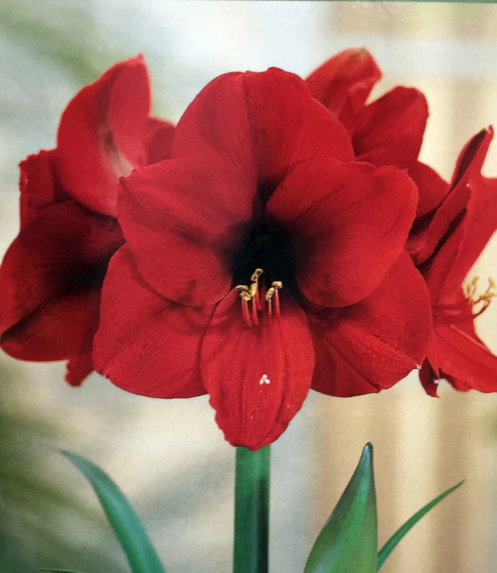 Amaryllis Kit: Red Lion - Gift Box - Large Bulb, Pot And Soil - Netherland - Image 3