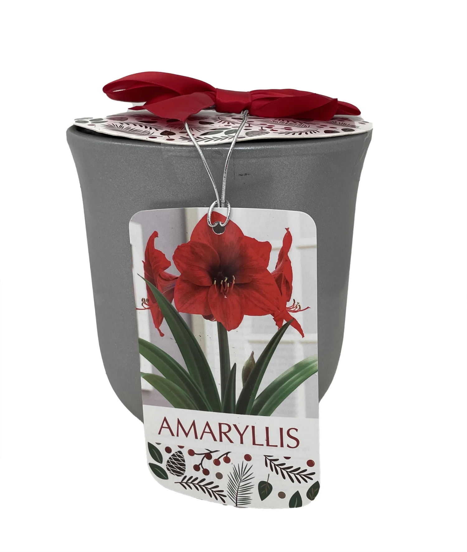 Red Lion Silver Ceramic Amaryllis Kit - Bulb/Ceramic Vase/Planting Medium