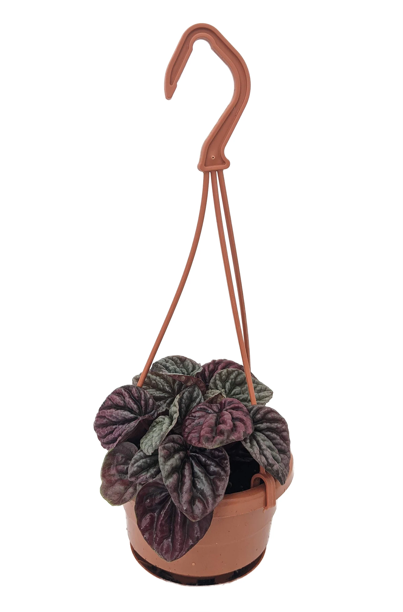 Red Ripple Peperomia - 4" Mini Hanging Basket - Easy House Plant - Image 2
