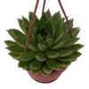 Red Tip Lipstick Desert Rose Succulent - Echeveria - 4" Mini Hanging Basket