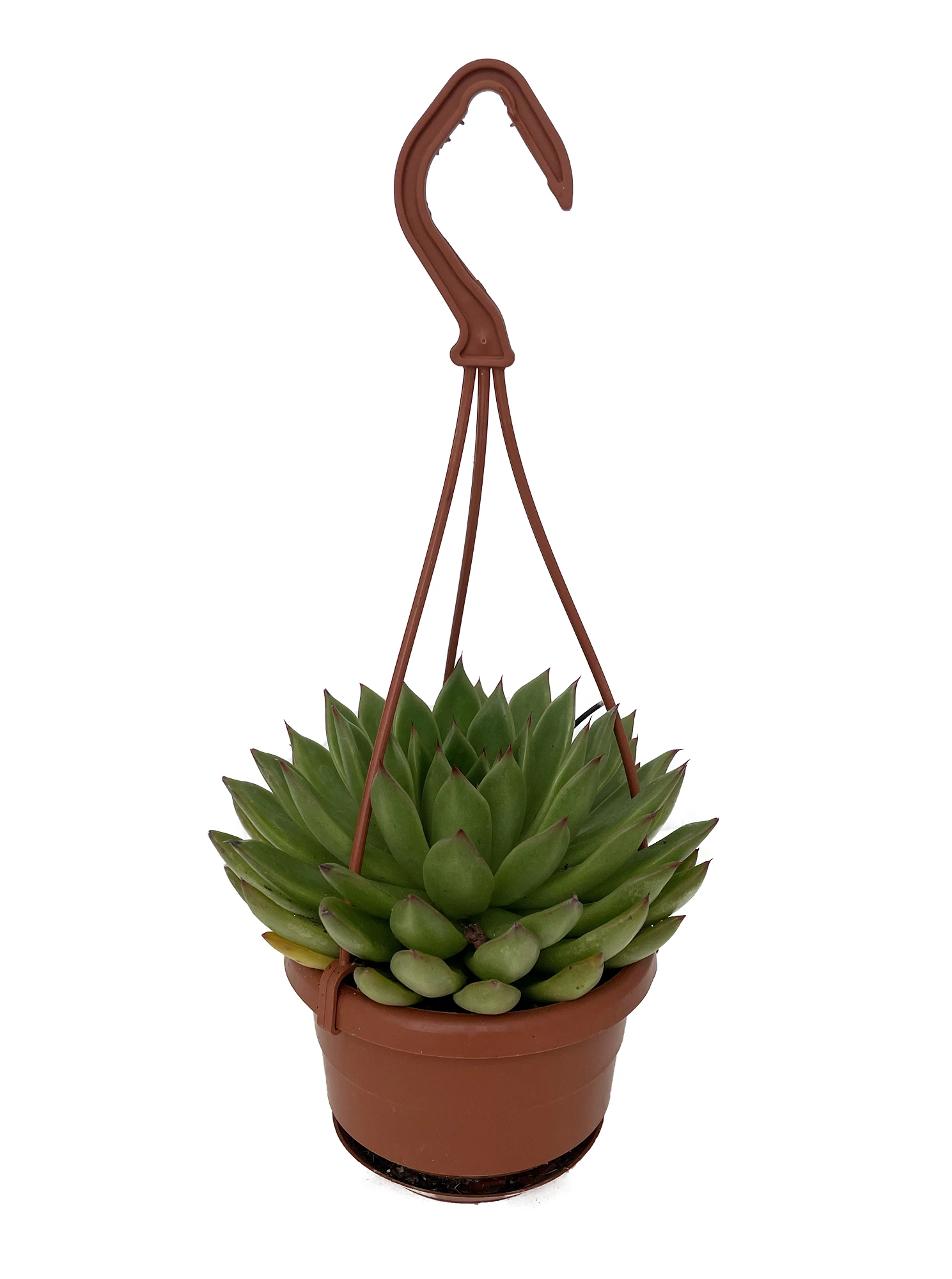 Red Tip Lipstick Desert Rose Succulent - Echeveria - 4" Mini Hanging Basket - Image 2