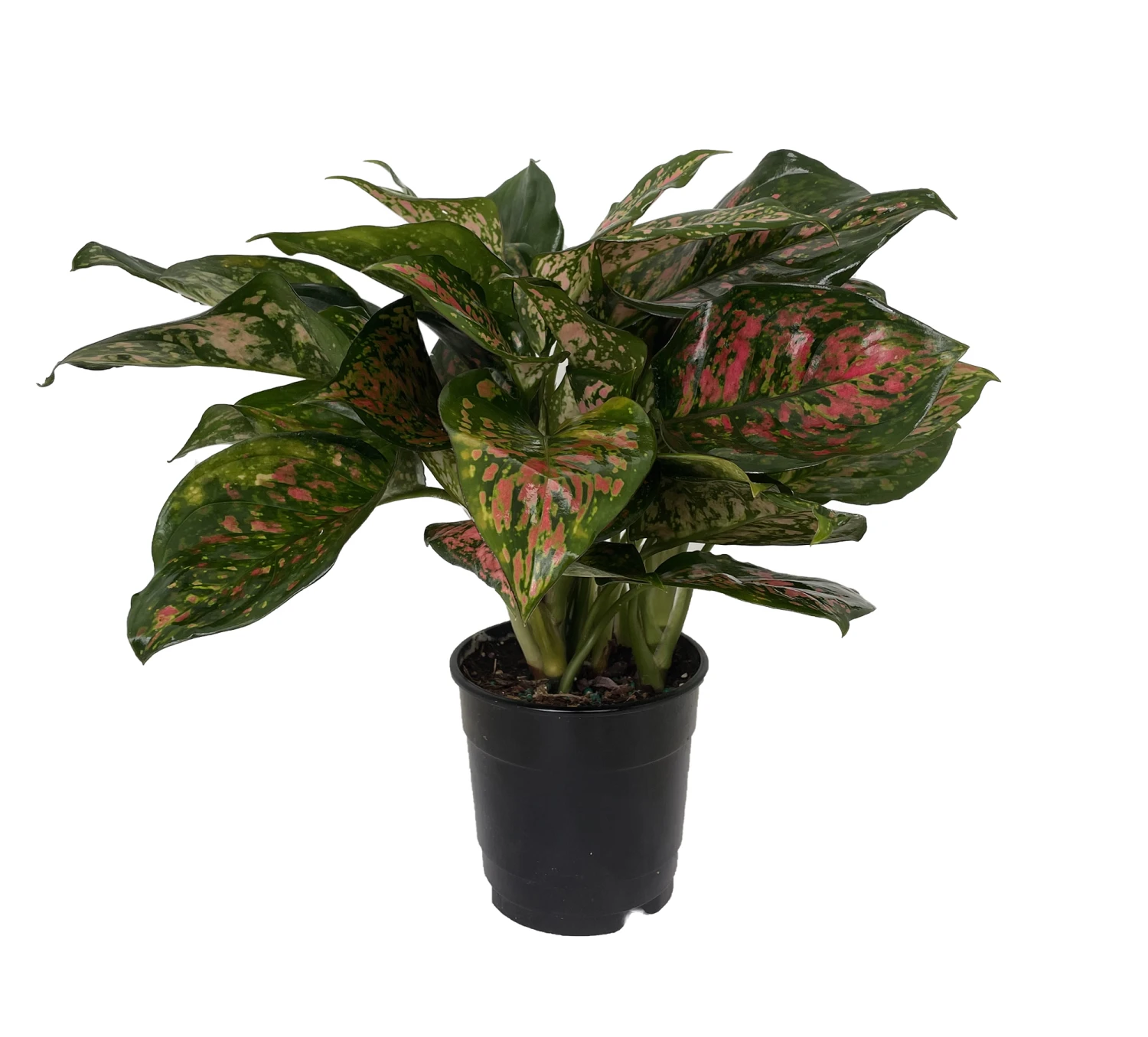 Red Valentine Chinese Evergreen Plant - Aglaonema - Grows In Dim Light - 5" Pot - Image 2