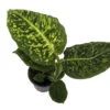 Reflector Dieffenbachia Plant - Exotic & Easy To Grow - 4" Pot