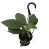 Dragon Tail Philodendron - Rhaphidorphora Decursiva - 4" Hanging Basket