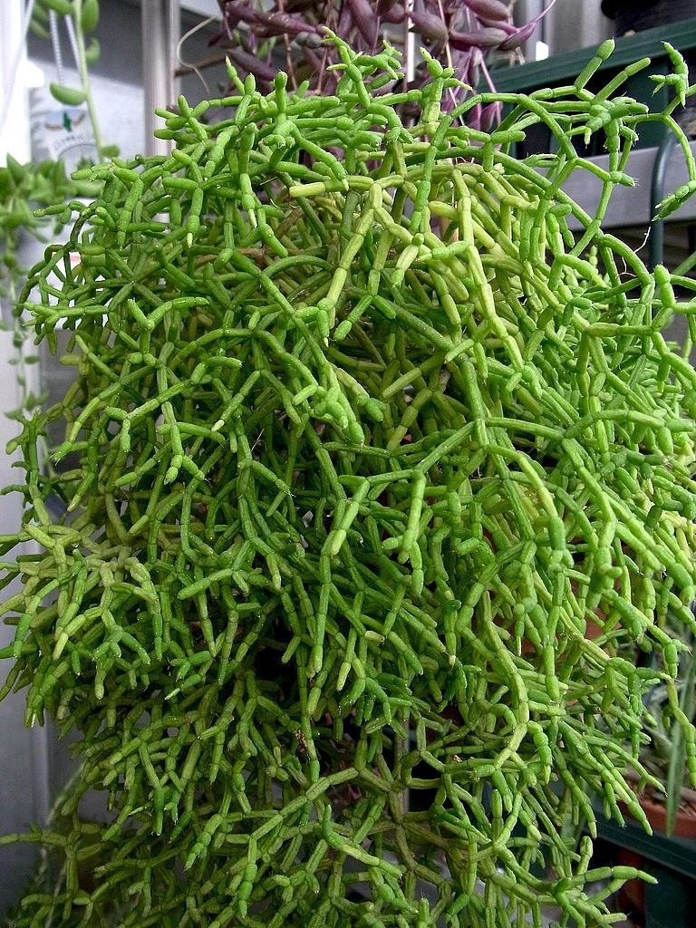 Drunkard's Dream Cactus/Spice Cactus - Rhipsalis - 5 Pack - 2" Pots - Image 3