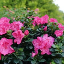 Perfecto Mundo® Epic Pink⢠Reblooming Azalea - Rhododendron - 4" Pot