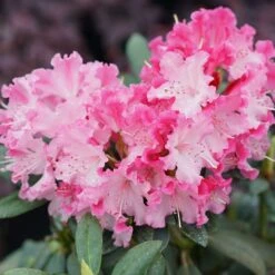 Dandy Man® COLOR WHEEL® Rhododendron - Quart Pot - Proven Winners