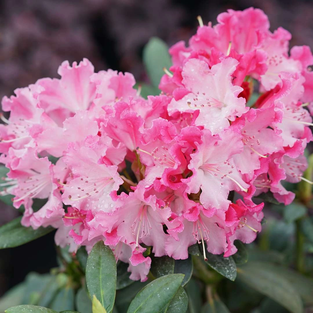 Dandy Man® COLOR WHEEL® Rhododendron - Quart Pot - Proven Winners