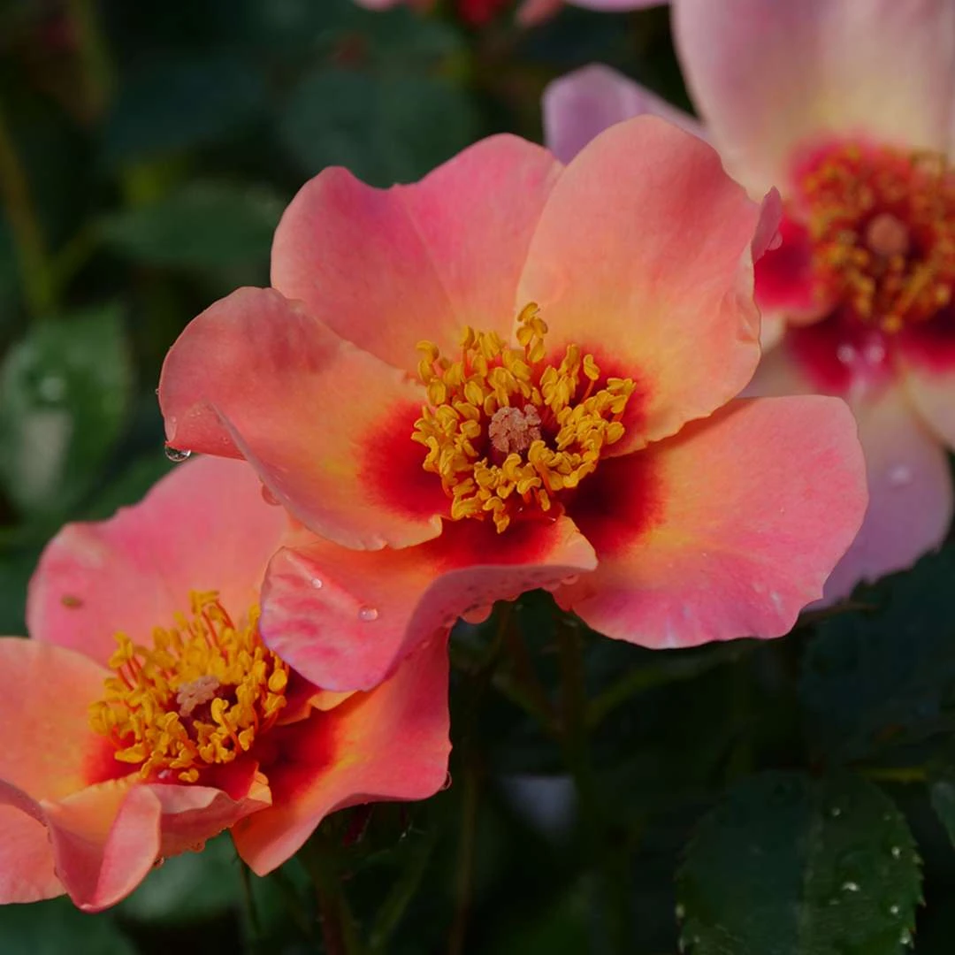 Ringo All-Starâ„¢ Landscape Rose - Proven Winners - 4" Pot