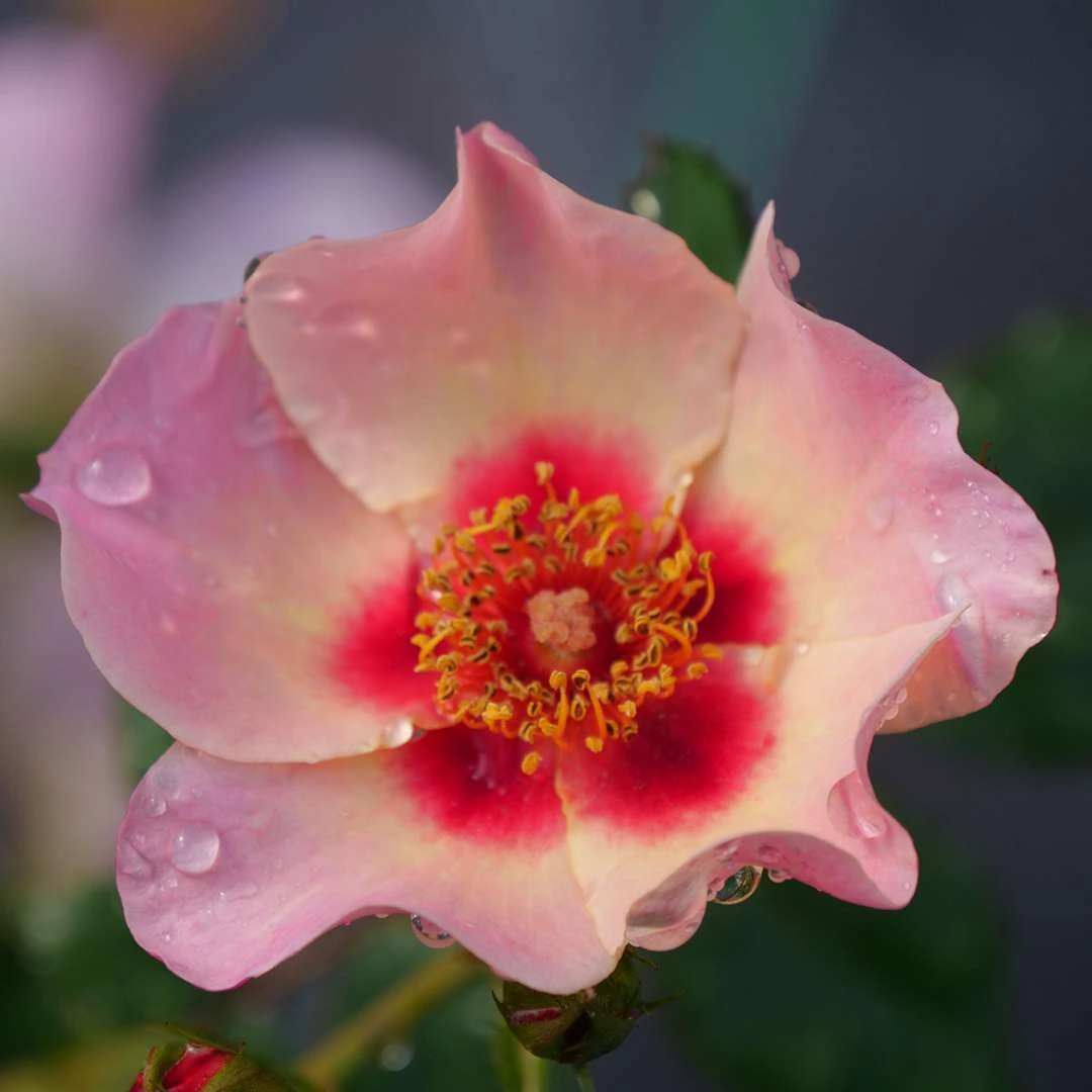 Ringo All-Starâ„¢ Landscape Rose - Proven Winners - 4" Pot - Image 4